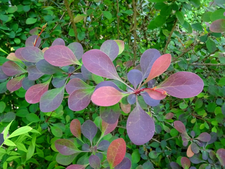 Feuilles de l'Epine-vinette de Thunberg, Berberis thunberg… 