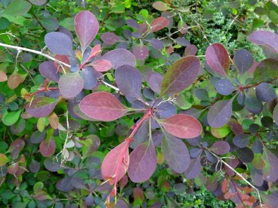 Feuilles de l'Epine-vinette de Thunberg, Berberis thunberg… 
