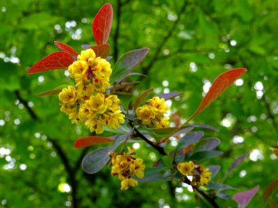 Fleurs de l'Epine-vinette de Thunberg, Berberis thunbergii… 