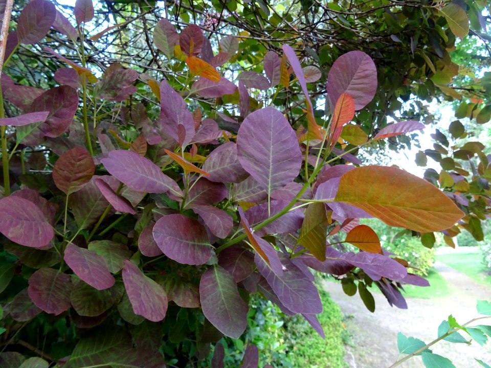Fustet pourpre, Cotinus coggygria 'royal purple', Anacardi… 