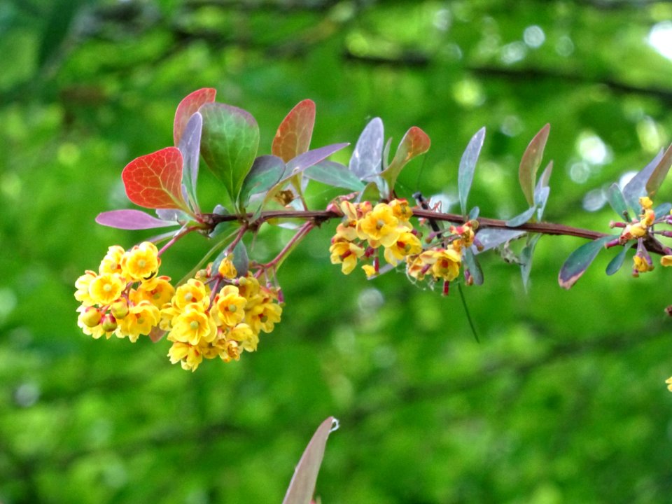 Fleurs de l'Epine-vinette de Thunberg, Berberis thunbergii… 