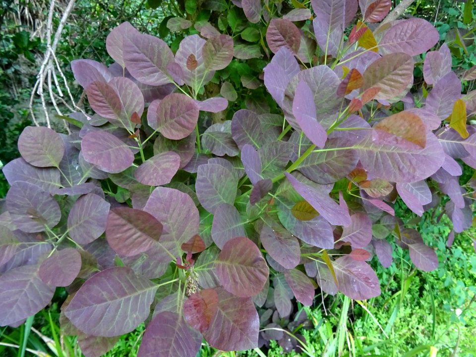 Fustet pourpre, Cotinus coggygria 'royal purple', Anacardi… 