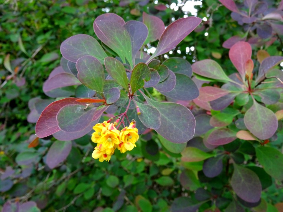 Epine-vinette de Thunberg, Berberis thunbergii, Berberidac… 