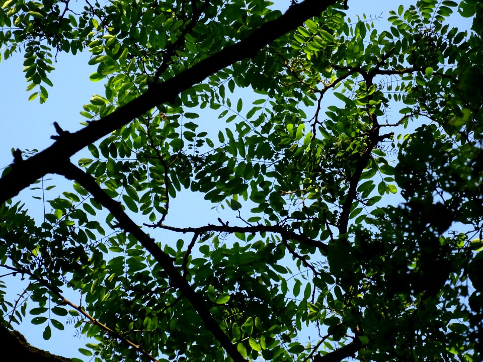 Feuilles du Robinier faux-acacia, Robinia pseudoacacia, Fa… 