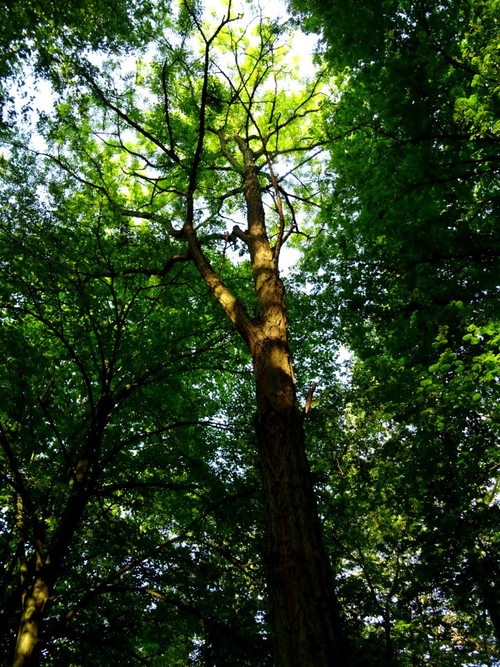 Un beau Robinier faux-acacia, Robinia pseudoacacia, Fabacé… 