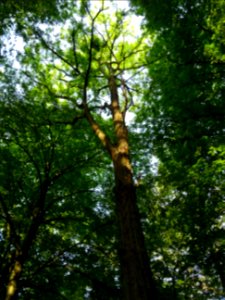 Un beau Robinier faux-acacia, Robinia pseudoacacia, Fabacé… 