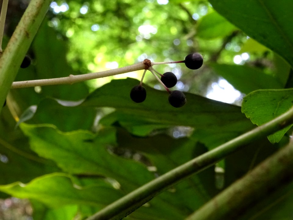 Baies de l'Aralia japonais, Fatsia japonica, Araliacées 