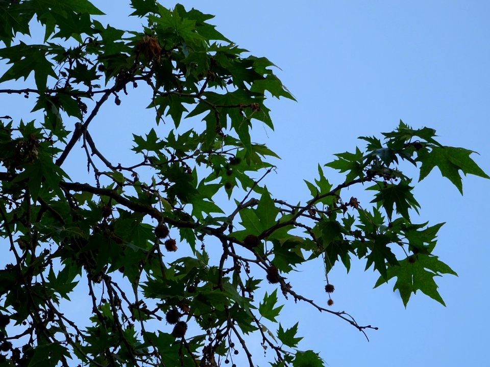 Feuilles et fruits du Platane d'Orient, Platanus orientali… 