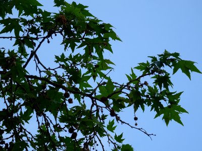 Feuilles et fruits du Platane d'Orient, Platanus orientali… 