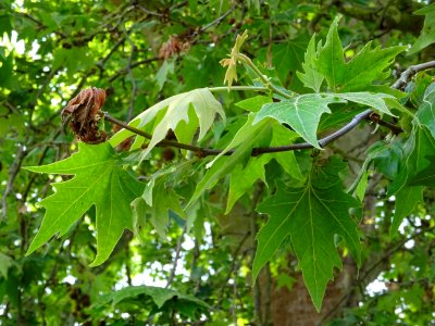 Feuilles du Platane d'Orient, Platanus orientalis, Platana… 