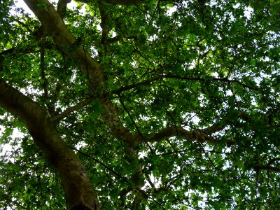 Branches et feuilles du Platane d'Orient, Platanus orienta… 