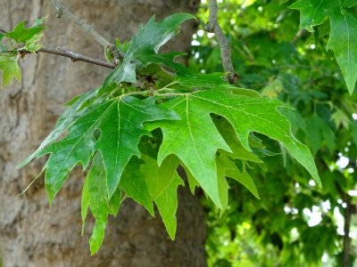 Feuilles du Platane d'Orient, Platanus orientalis, Platana… 