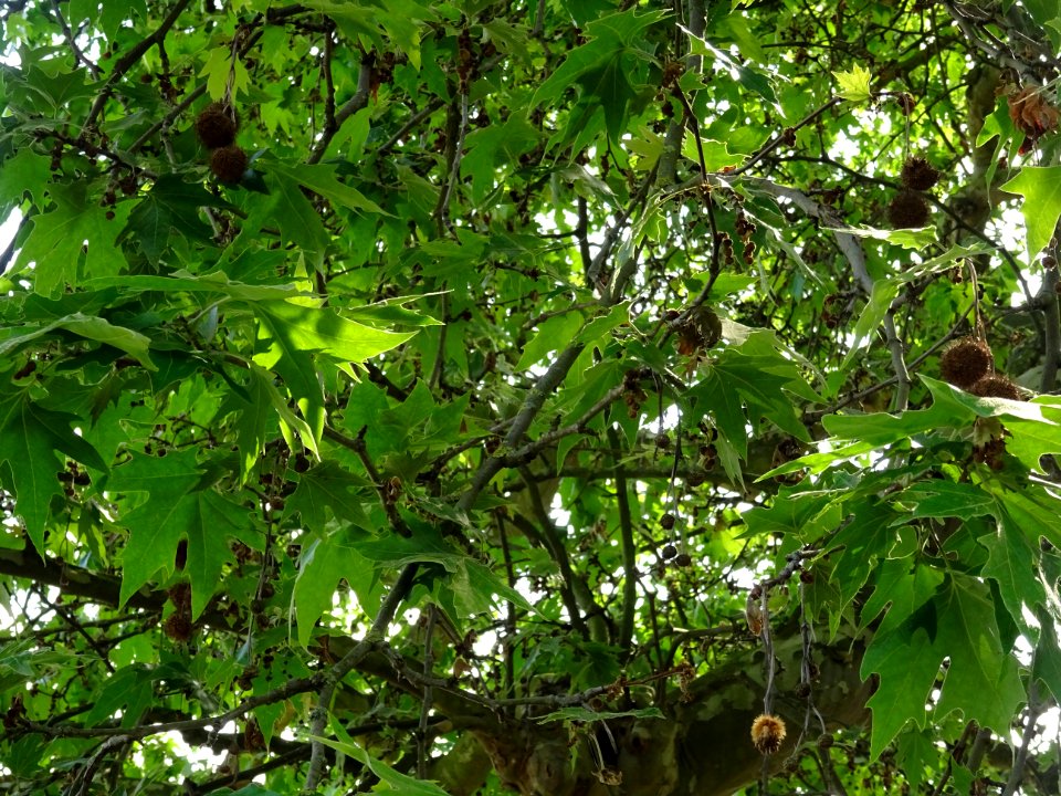 Feuilles et fruits (petits akènes groupés en glomérule) du… 