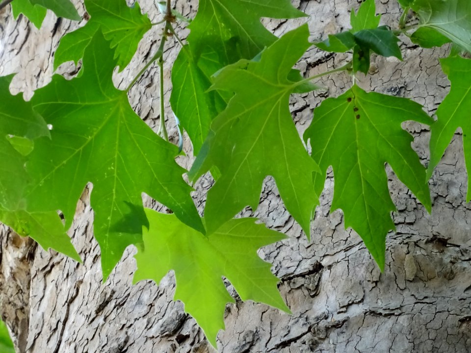 Feuilles du Platane d'Orient, Platanus orientalis, Platana… 