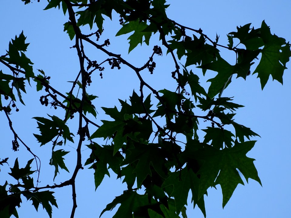 Feuilles du Platane d'Orient, Platanus orientalis, Platana… 