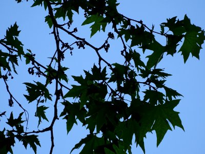 Feuilles du Platane d'Orient, Platanus orientalis, Platana… 