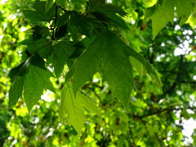 Feuilles du Platane d'Orient, Platanus orientalis, Platana… 