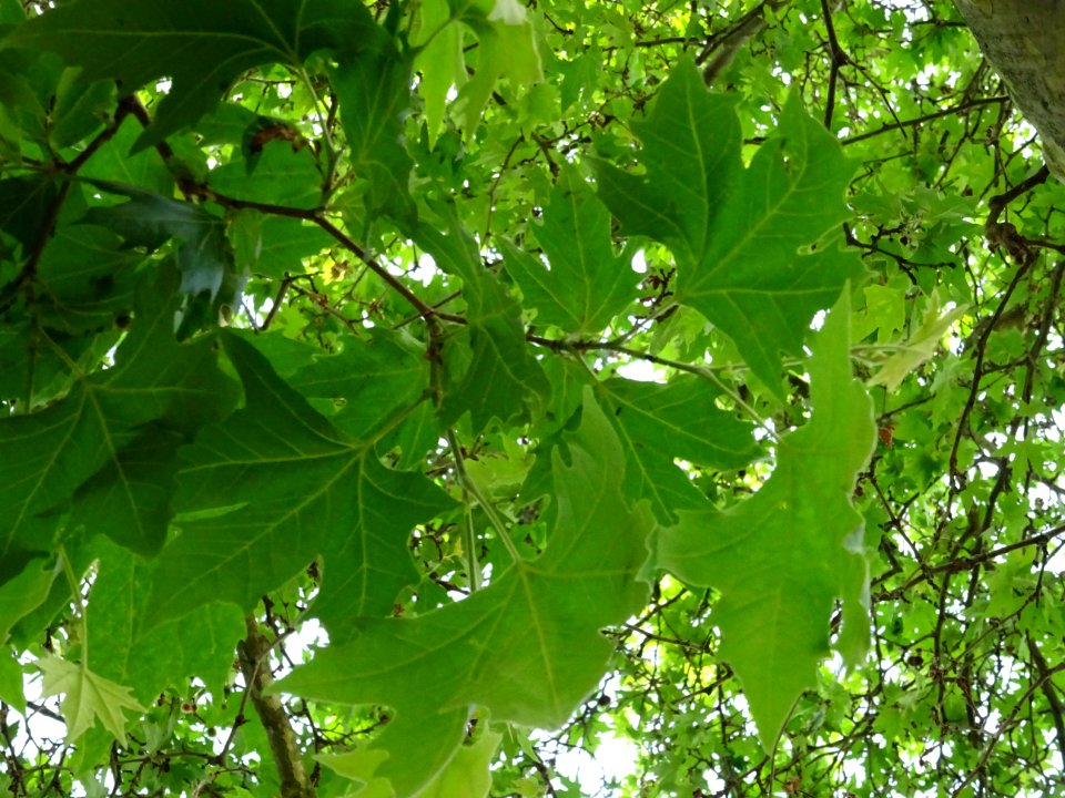 Feuilles du Platane d'Orient, Platanus orientalis, Platana… 