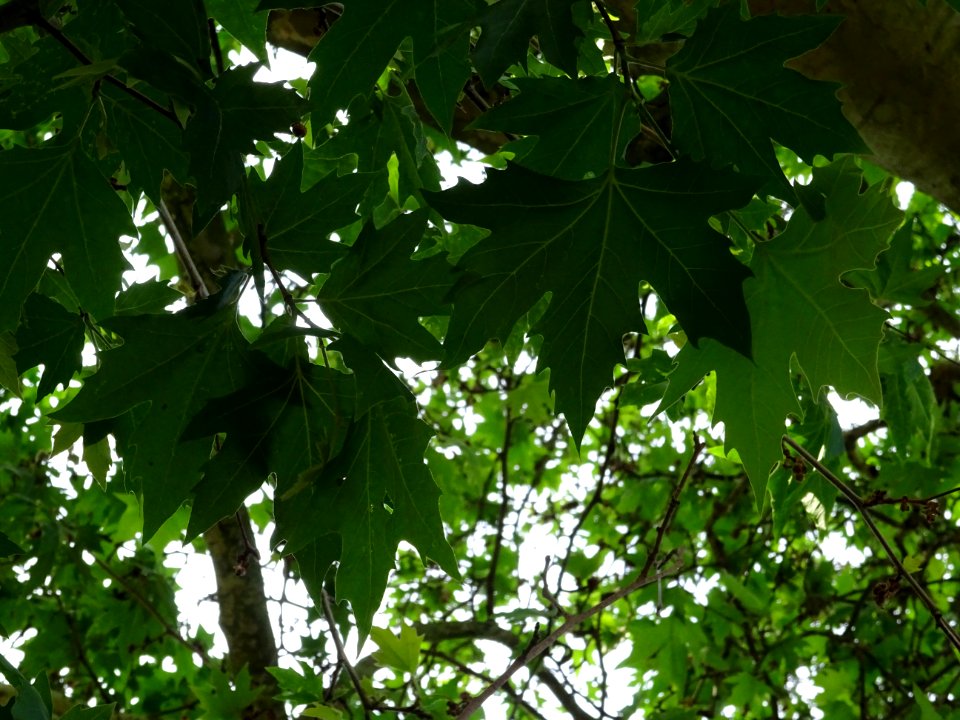 Feuilles du Platane d'Orient, Platanus orientalis, Platana… 