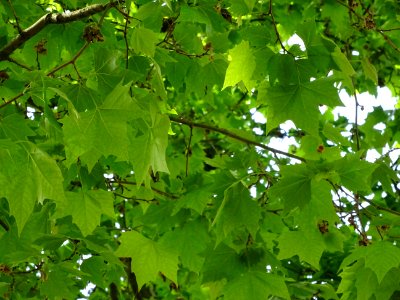 Feuilles du Platane commun, Platanus * acerifolia, Platana… photo