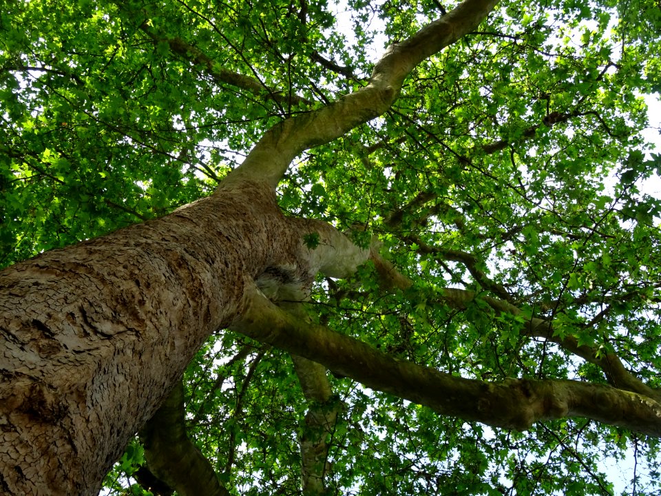 Tronc, branches et feuilles du Platane d'Orient, Platanus … 