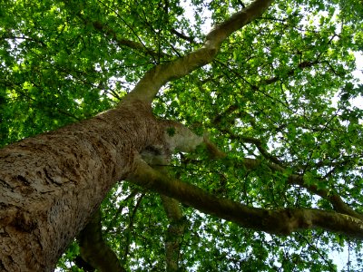 Tronc, branches et feuilles du Platane d'Orient, Platanus … 