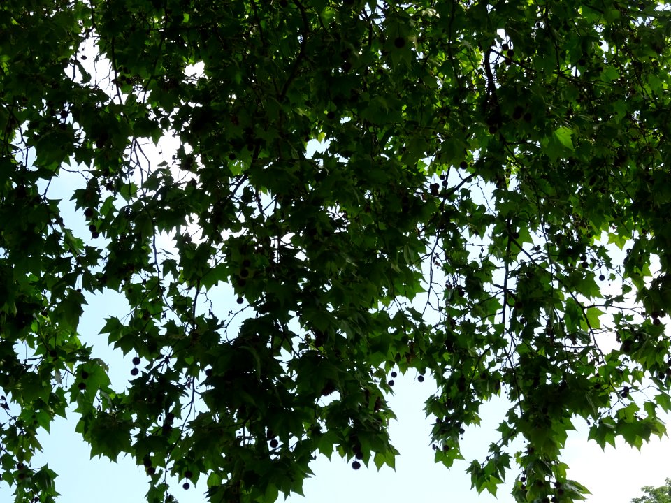 Feuilles du Platane commun, Platanus * acerifolia, Platana… 