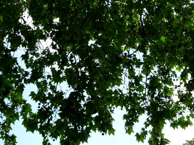 Feuilles du Platane commun, Platanus * acerifolia, Platana… 