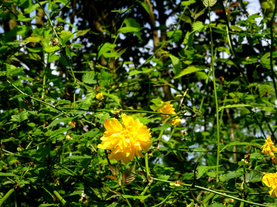 Fleurs jaunes du Corète du Japon à fleurs doubles, Kerria … 