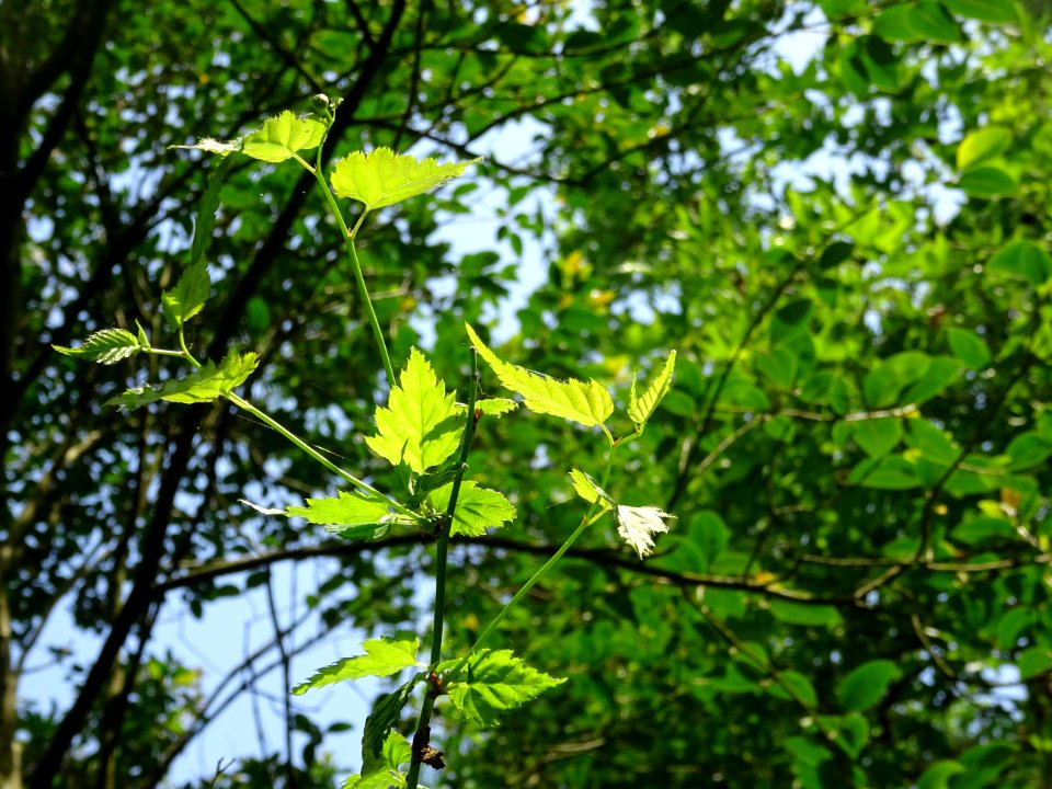 Feuilles du Corète du Japon à fleurs doubles, Kerria japon… 