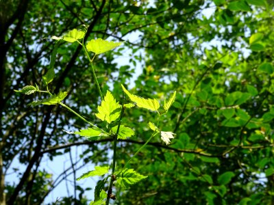 Feuilles du Corète du Japon à fleurs doubles, Kerria japon… 