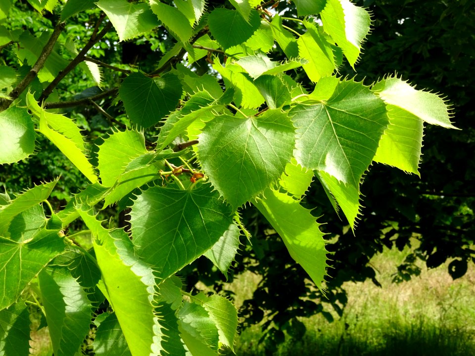 Feuilles du Tilleul de Henry, Tilia henryana, Tiliacées 