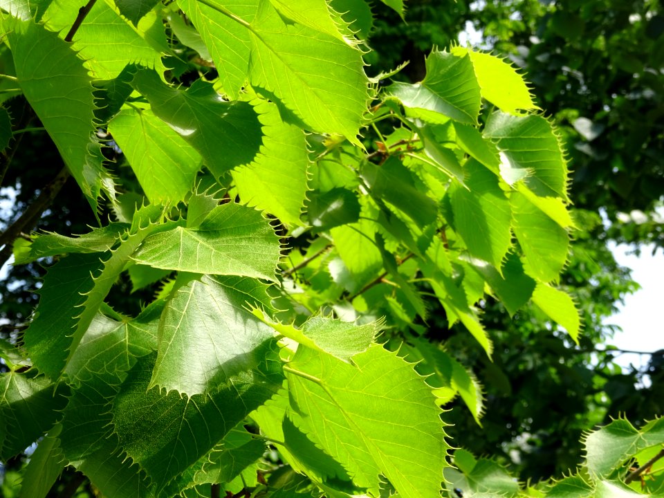 Feuilles du Tilleul de Henry, Tilia henryana, Tiliacées 