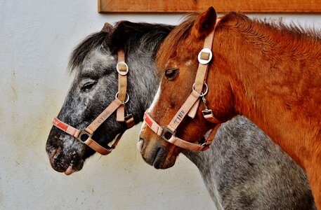 Good aiderbichl sanctuary animal welfare