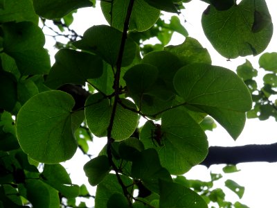 Feuilles de l'Arbre de Judée, Cercis siliquastrum, Césalpi… 