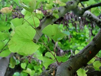 Feuilles de l'Arbre de Judée, Cercis siliquastrum, Césalpi… 