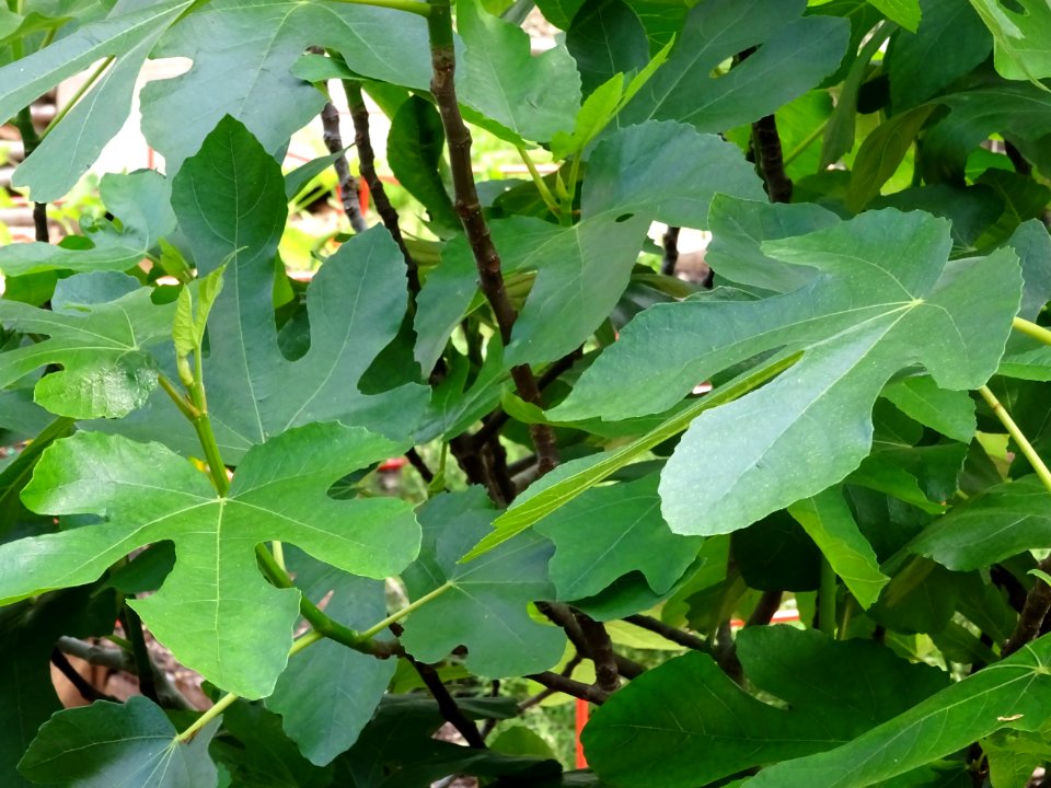 Feuilles du Figuier commun, Ficus carica, Moracées 