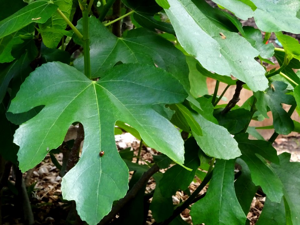 Une coccinelle sur une feuilles de Figuier commun, Ficus c… 