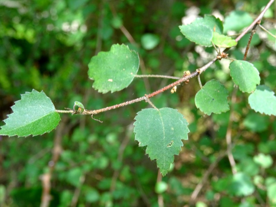 Bouleau ... , Betula , Betulacées 