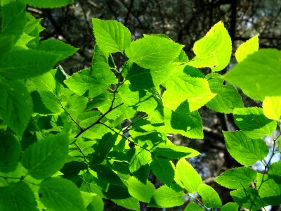 Feuilles du Micocoulier occidental ou Micocoulier de Virgi… 