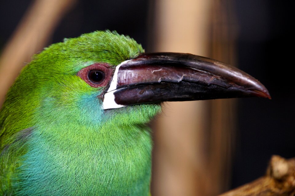 Exotic green feathers