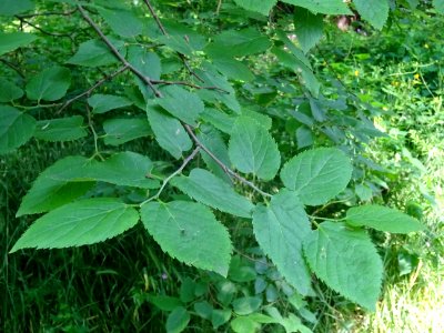 Feuilles du Micocoulier occidental ou Micocoulier de Virgi… 