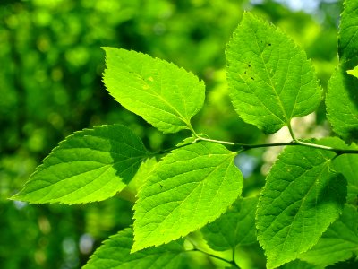 Feuilles du Micocoulier occidental ou Micocoulier de Virgi… 