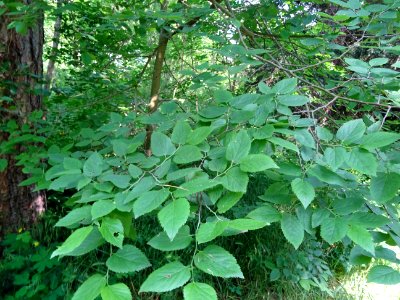 Feuilles du Micocoulier occidental ou Micocoulier de Virgi… 