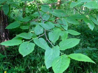 Feuilles du Micocoulier occidental ou Micocoulier de Virgi… 