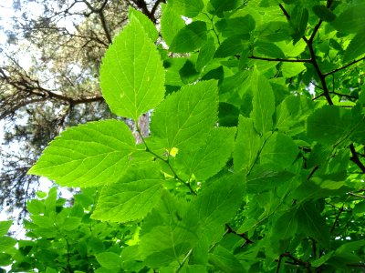 Feuilles du Micocoulier occidental ou Micocoulier de Virgi… 