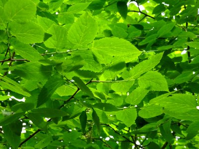 Feuilles du Micocoulier occidental ou Micocoulier de Virgi… 