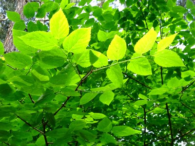Feuilles du Micocoulier occidental ou Micocoulier de Virgi… 