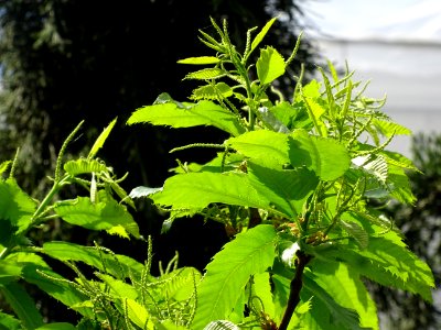 Feuilles et châtons mâles de Châtaignier commun, Castanea … 