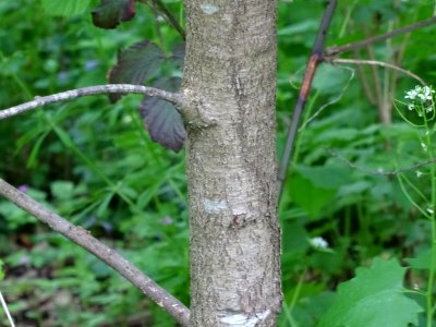 Tronc du Cerisier tardif ou cerisier noir, Prunus serotina… 